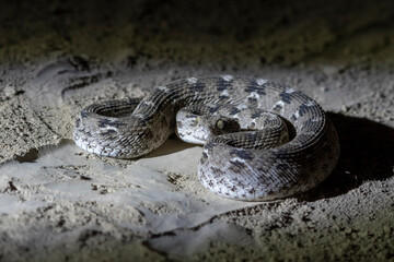 Echis carinatus or saw-scaled viper, a venomous snake, observed in Rann of Kutch