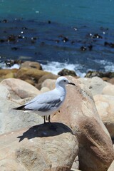 Seagull on the rocks, Houtbay, Cape Town, South Africa