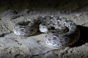 Echis carinatus or saw-scaled viper, a venomous snake, observed in Rann of Kutch