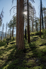Obraz premium Sunburst Near Lodgepole Pine In Kings Canyon