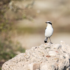 Northern wheatear or Oenanthe Oenanthe spring small bird migration sitting on the rock soft background
