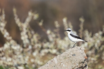 Northern wheatear or Oenanthe Oenanthe spring small bird migration sitting on the rock soft background