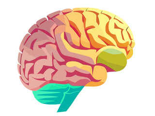 Human brain. Isolated vector. Concept of the human brain.