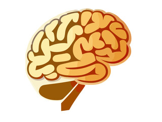 Human brain. Isolated vector. Concept of the human brain.