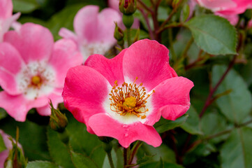 The rose garden is blossoming with red and pink flowers.