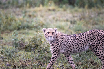 Wild majestic cheetah, a big cat, in the bush in the Serengeti National Park, Tanzania, Africa
