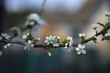 Blooming plum branch on a blurred background.