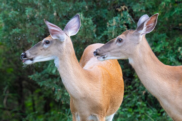 Naklejka na ściany i meble Closeup of two young deer on the edge of woods