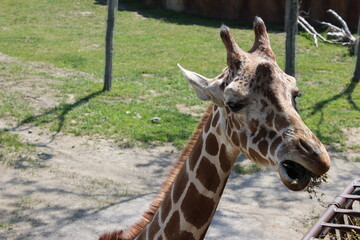 Giraffe in habitat
