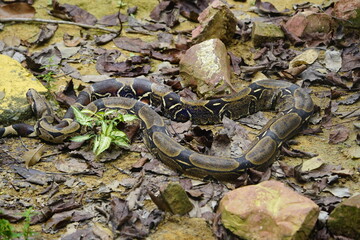 Anacondas or water boas are a group of large snakes of the genus Eunectes, Boidae family. They are found in tropical South America. Four species are currently recognized. Amazonas, Brazil.