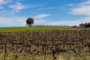 Fototapeta na wymiar Pieds de vigne en hiver dans le vignoble de Languedoc à Saint-Geniès-des-Mourgues
