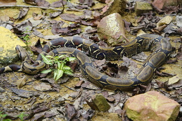 Anacondas or water boas are a group of large snakes of the genus Eunectes, Boidae family. They are found in tropical South America. Four species are currently recognized. Amazonas, Brazil.