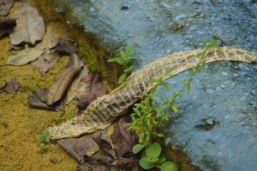 The skin of an anaconda snake, genus Eunectes, Boidae family. Amazonas, Brazil.