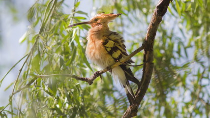 a bird on a branch