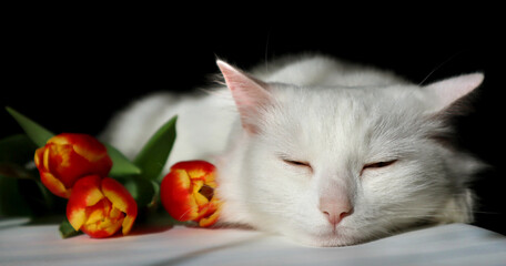 White fluffy cat sleeps near red-yellow tulip flowers
