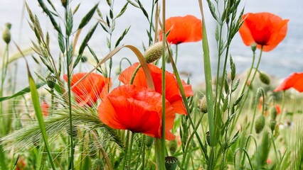 red poppy flowers