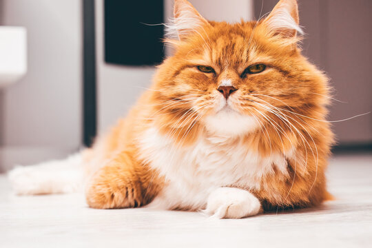 red cat with a haughty expression and narrowed eyes on his face