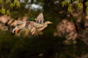 mallard duck flying in the morning light