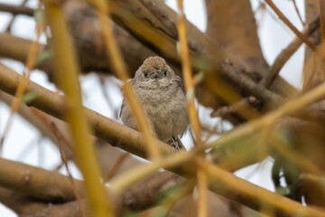 Eurasian Blackcap perched on a tree branch