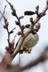 Sardinian Warbler perched on a tree branch
