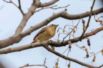 Eurasian Blackcap perched on a tree branch