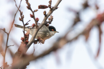 Sardinian Warbler perched on a tree branch