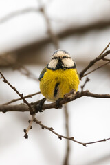 Fototapeta premium Eurasian Blue Tit perched on a tree branch