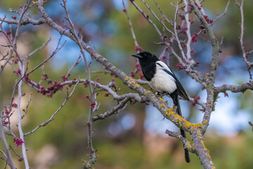 Eurasian Magpie perched on a tree branch