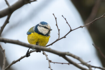 Obraz na płótnie Canvas Eurasian Blue Tit perched on a tree branch