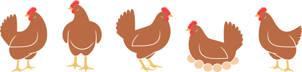 Hen. Nest. Isolated  hen on white background