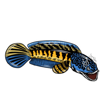 Predator fish snakehead channa auranti maculata from indian