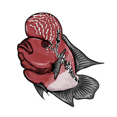 Lohan fish