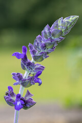 Macro shot of a salvia longispicata flower in bloom