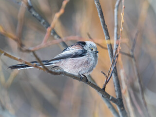 European long-tailed tit, latin name Aegithalos caudatus. A bird sitting on a branch in a deciduous forest.
