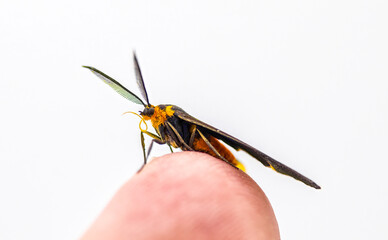 Black winged Dahana Moth - Dahana atripennis - on human finger.  Isolated on white background.  Found only in Georgia and Florida.  Larvae feed on Spanish moss - Tillandsia usneoides
