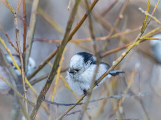 European long-tailed tit, latin name Aegithalos caudatus. A bird sitting on a branch in a deciduous forest.