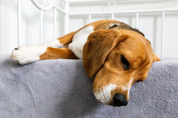 A beagle lying and sleeping on a sofa in a funny cute pose