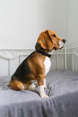 Portrait of a young beagle dog sitting on a bed
