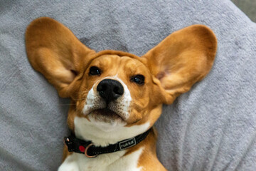 Funny portrait of a beagle with ears up