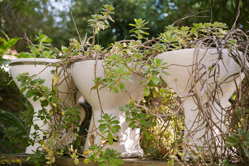 Reuse and Recycle: Toilet Bowls as Flower Pots in Garden Design.