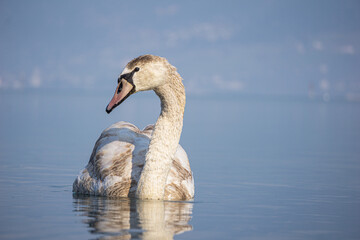 Schwan