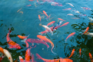 Fototapeta na wymiar Japan koi fish floating in the pool.