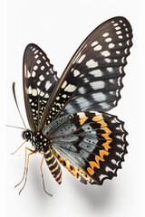Fototapeta na wymiar butterfly on a white background. Generative AI,