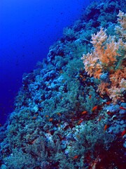 Fototapeta na wymiar Deep tropical reef with corals and fish swimming in the blue ocean. Scuba diving on the reef wall, underwater photography. Marine life in the depth. Sea, coral and fish. Travel picture.