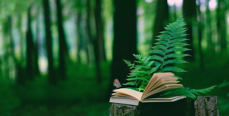butterfly, fern leaves and old open book on stump in forest, dark natural blurred background....