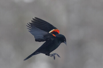 Red Winged blackbird in flight