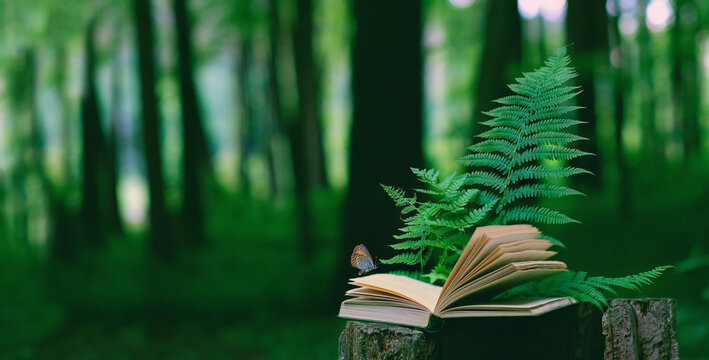 butterfly, fern leaves and old open book on stump in forest, dark natural blurred background. mystery atmosphere. leisure reading , pure wild nature, environment concept. template for design. banner.