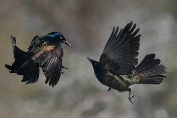 Grackles fighting in midair over food