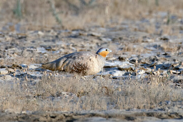 Spotted sandgrouse or Pterocles senegallus observed in Rann of Kutch in Gujarat