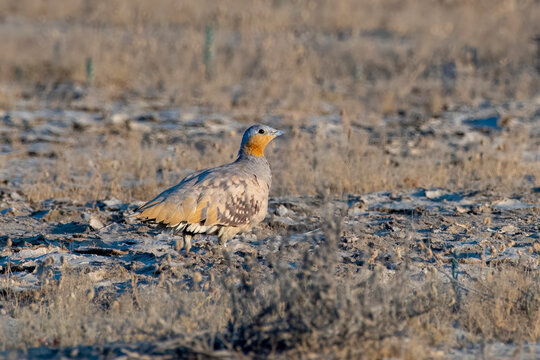 Spotted sandgrouse or Pterocles senegallus observed in Rann of Kutch in Gujarat